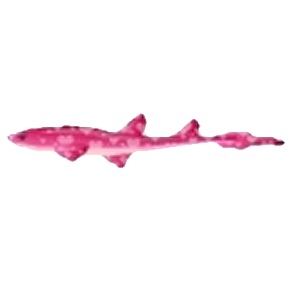 Pink Valentine Cat Shark